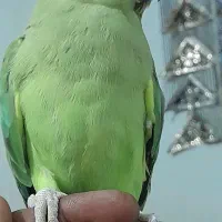 چابهار