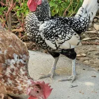 سیبرایت