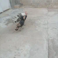 بوقلمون