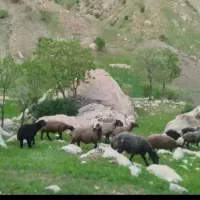 استخدام چوپان
