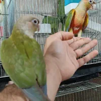 مرکز خرید فروش انواع طوطی سانان