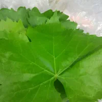 برگ مو تازه