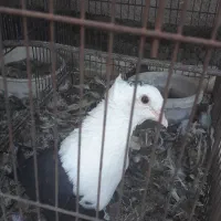 کلسفیدنر