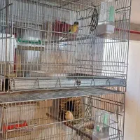 ۵جفت قناری نروماده باتخم معاوضه با شاه طوطی