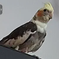 عروس هلندیم گمشده