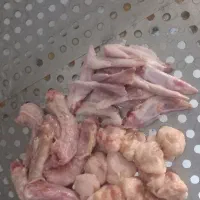 غذای گربه و سگ