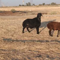 قوچ قره افشار