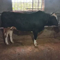 فروش گاو نروماده