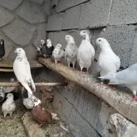 کفتر پرشی