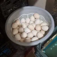 تخم نطفه دار دورگه عربی و خروس ایام سمانی