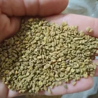شنبلیله تازه  امسال