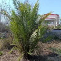 درخت نخل ۲/۵متری