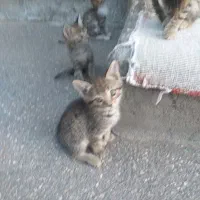گربه