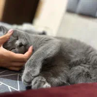 جفت گیری بریتیش بلو