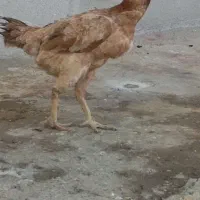 مرغ لاری اصیل