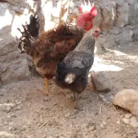 مرغ و خروس