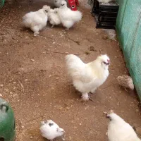 مرغ و خروس ابریشمی