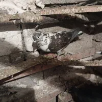 کبوتر پرشی مسافتی