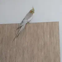 5تا جوجه عروس هلندی چهارماهه