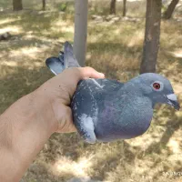 کبوتر مفت