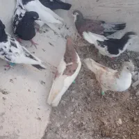 ۸عدد رنگه