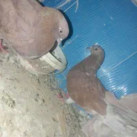 کبوتر اخرت