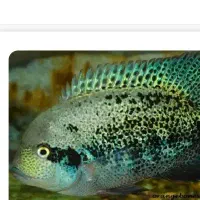 ماهی ویجا پرت و سیچلاید امریکایی خاص اسینم