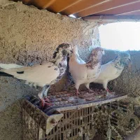 کبوتر کله دم بور