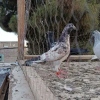 صید،کفتر،جوجه پلاکی