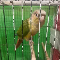 گرینچیک|پرنده|بیرجند, |دیوار
