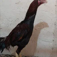 خروس لاری