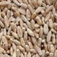 خریدار حدود ۲۰تن گندم آبی دروم برای بذر تسویه انی