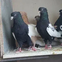 سینه سیاه