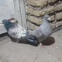 کبوتر