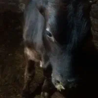 گوساله نردورگ مع او زه باگاو