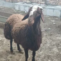 یک عدد بره