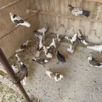 کغتر|پرنده|تهران, مشیریه|دیوار