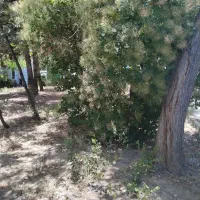 باغ واقع در کشار صفلی(مناسب سرمایه گذاری)