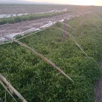نهال گوجه فرنگی