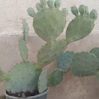 گل کاکتوس با میوه کاکتوس