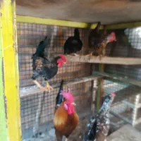 مرغ و خروس / مرغ کرک