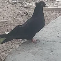 کبوتر زاغ