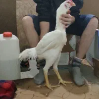۲عدد جوجه خروس لاری تازه سال