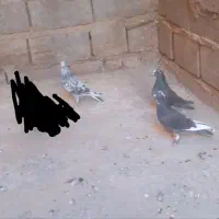 کبوتر