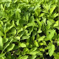 نشاءگوجه فرنگی بذرمبین مجال