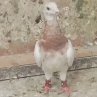 6 عدد هفت رنگ