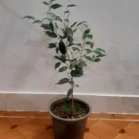 تعدادی گل یوکا تنه دار و پتوس