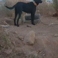 سرابی|سگ|خورموج, |دیوار