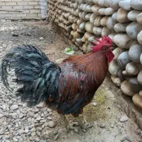 فروش خروس