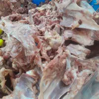 اسکلت مرغ
